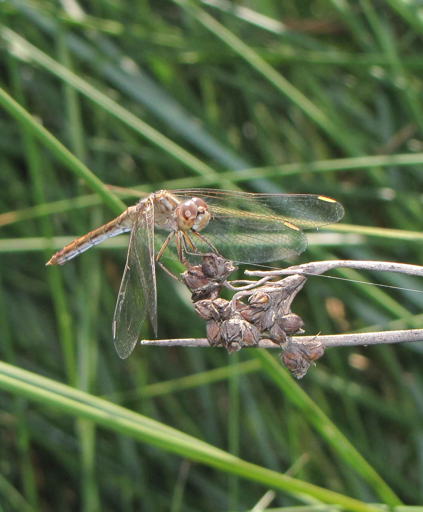 sympetrum al mare